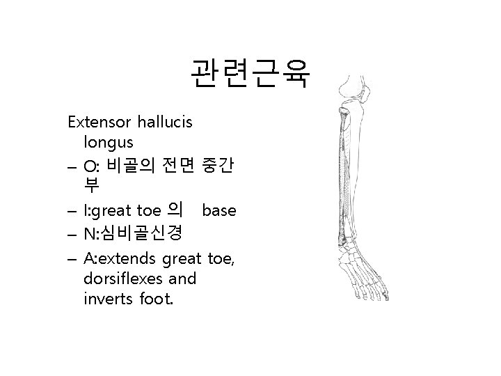 관련근육 Extensor hallucis longus – O: 비골의 전면 중간 부 – I: great toe