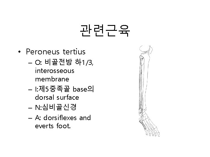관련근육 • Peroneus tertius – O: 비골전방 하 1/3, interosseous membrane – I: 제
