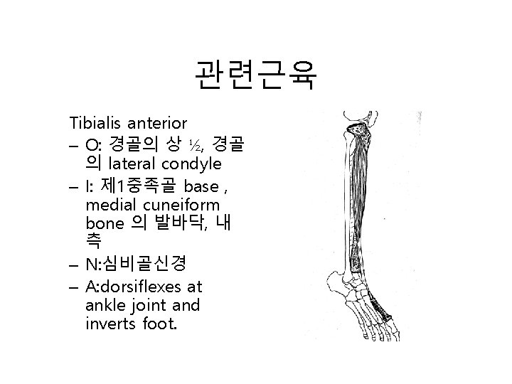 관련근육 Tibialis anterior – O: 경골의 상 ½, 경골 의 lateral condyle – I:
