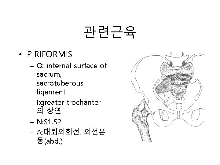 관련근육 • PIRIFORMIS – O: internal surface of sacrum, sacrotuberous ligament – I: greater