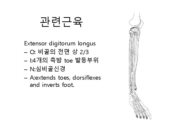 관련근육 Extensor digitorum longus – O: 비골의 전면 상 2/3 – I: 4개의 측방