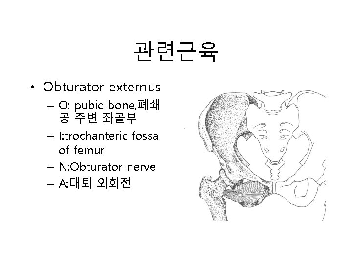 관련근육 • Obturator externus – O: pubic bone, 폐쇄 공 주변 좌골부 – I: