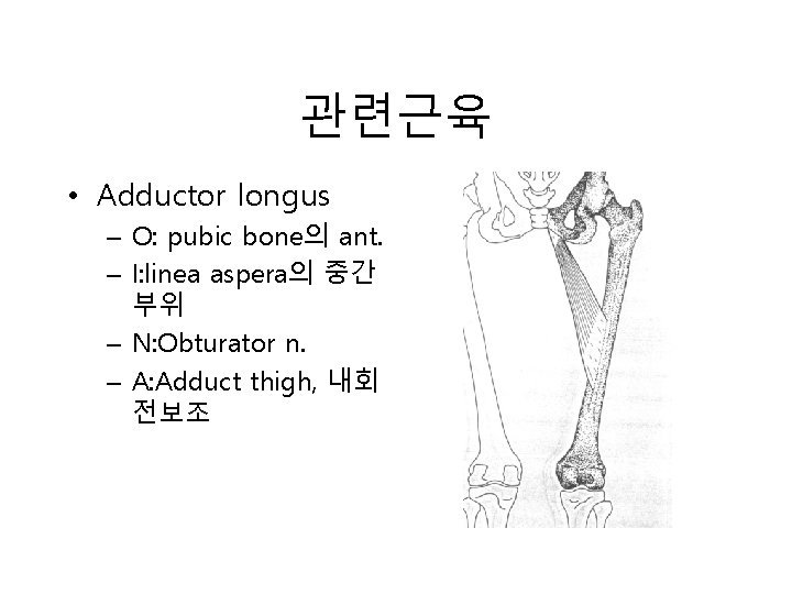 관련근육 • Adductor longus – O: pubic bone의 ant. – I: linea aspera의 중간