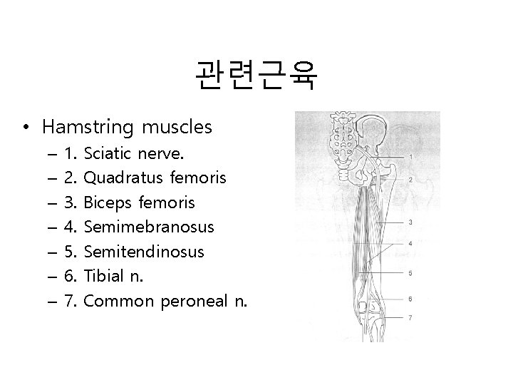 관련근육 • Hamstring muscles – – – – 1. 2. 3. 4. 5. 6.