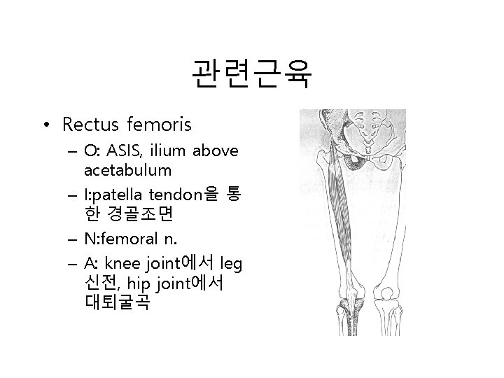 관련근육 • Rectus femoris – O: ASIS, ilium above acetabulum – I: patella tendon을
