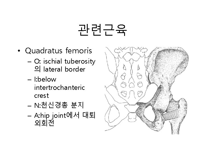 관련근육 • Quadratus femoris – O: ischial tuberosity 의 lateral border – I: below