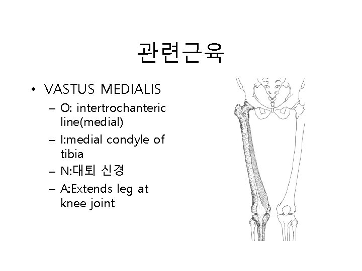 관련근육 • VASTUS MEDIALIS – O: intertrochanteric line(medial) – I: medial condyle of tibia
