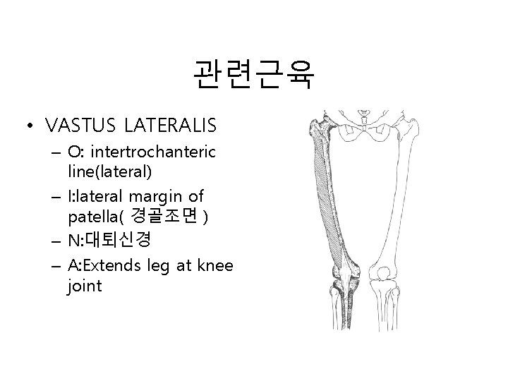 관련근육 • VASTUS LATERALIS – O: intertrochanteric line(lateral) – I: lateral margin of patella(