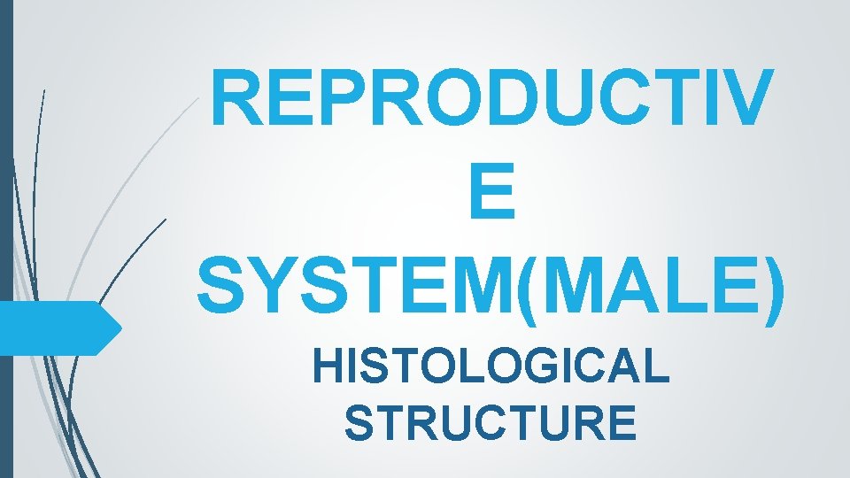 REPRODUCTIV E SYSTEM(MALE) HISTOLOGICAL STRUCTURE 