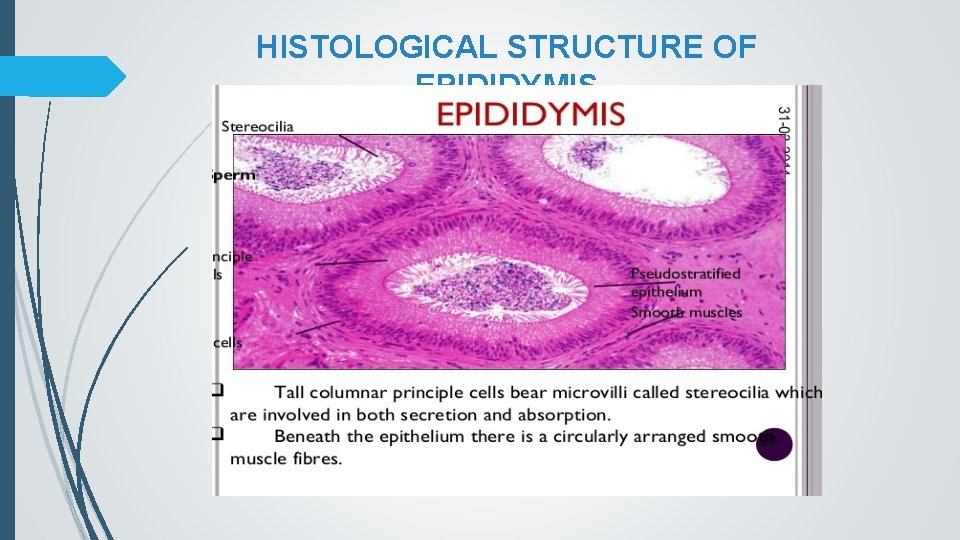 HISTOLOGICAL STRUCTURE OF EPIDIDYMIS 
