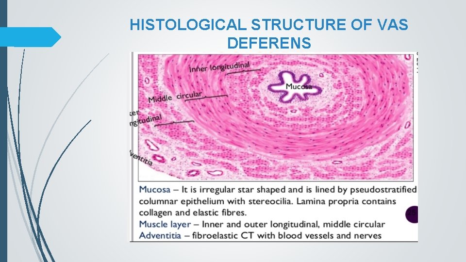 HISTOLOGICAL STRUCTURE OF VAS DEFERENS 