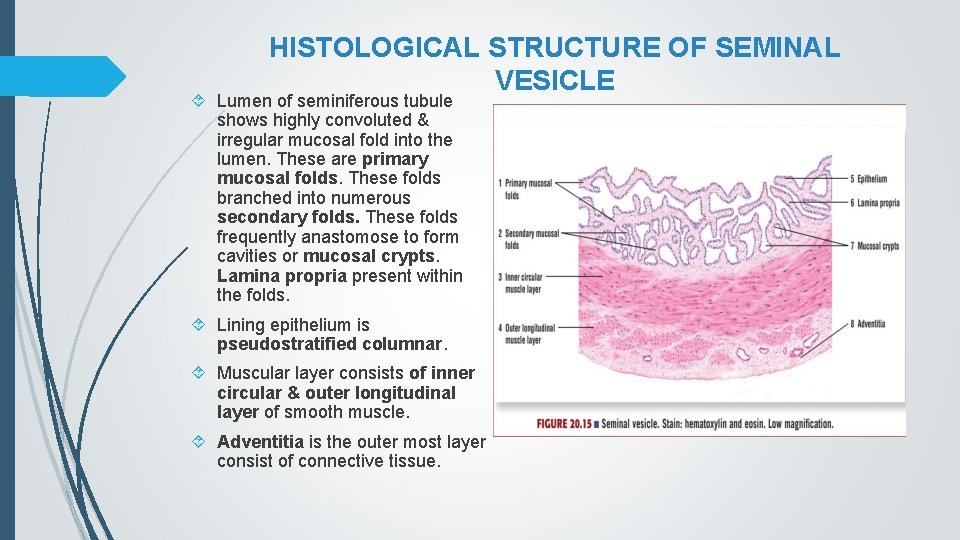 HISTOLOGICAL STRUCTURE OF SEMINAL VESICLE Lumen of seminiferous tubule shows highly convoluted & irregular
