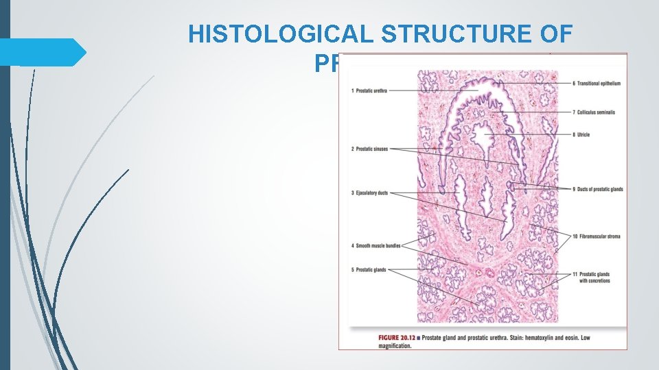 HISTOLOGICAL STRUCTURE OF PROSTATE 