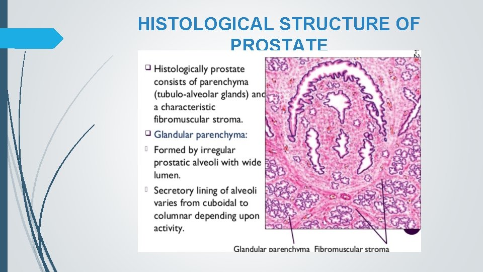 HISTOLOGICAL STRUCTURE OF PROSTATE 