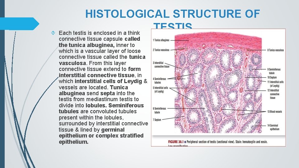HISTOLOGICAL STRUCTURE OF TESTIS Each testis is enclosed in a think connective tissue capsule