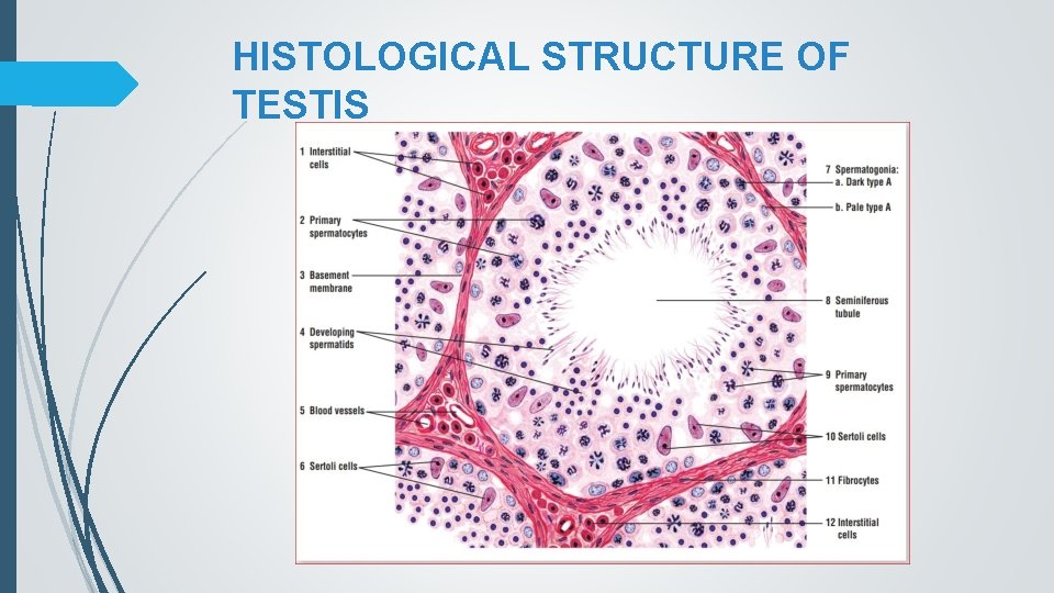 HISTOLOGICAL STRUCTURE OF TESTIS 