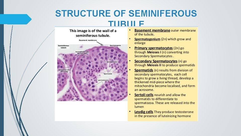 STRUCTURE OF SEMINIFEROUS TUBULE 