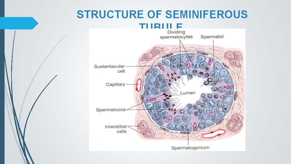 STRUCTURE OF SEMINIFEROUS TUBULE 