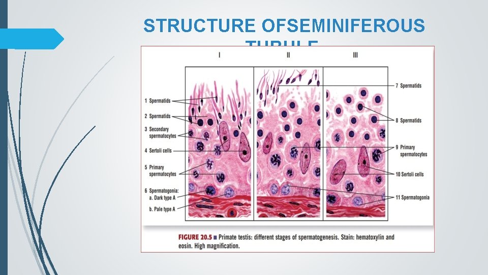 STRUCTURE OFSEMINIFEROUS TUBULE 