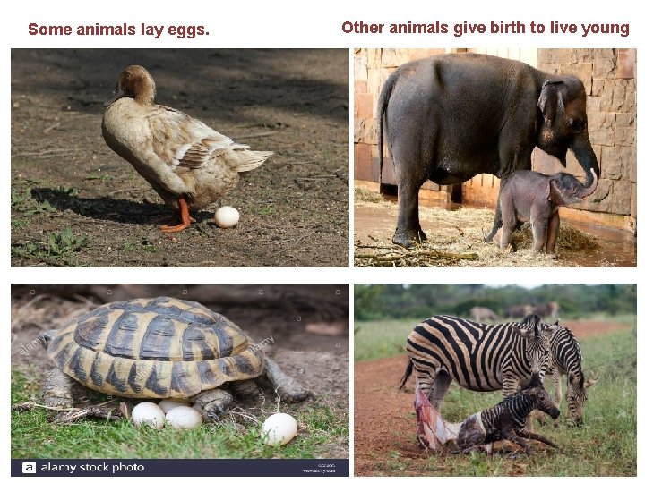Some animals lay eggs. Other animals give birth to live young 