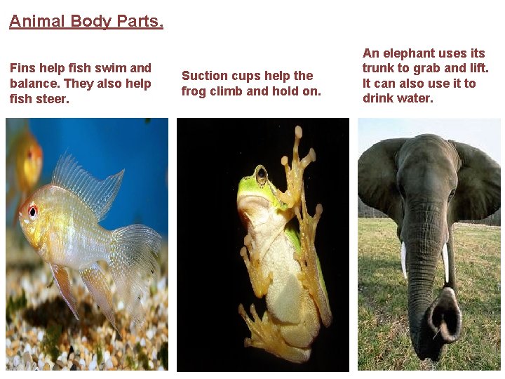 Animal Body Parts. Fins help fish swim and balance. They also help fish steer.