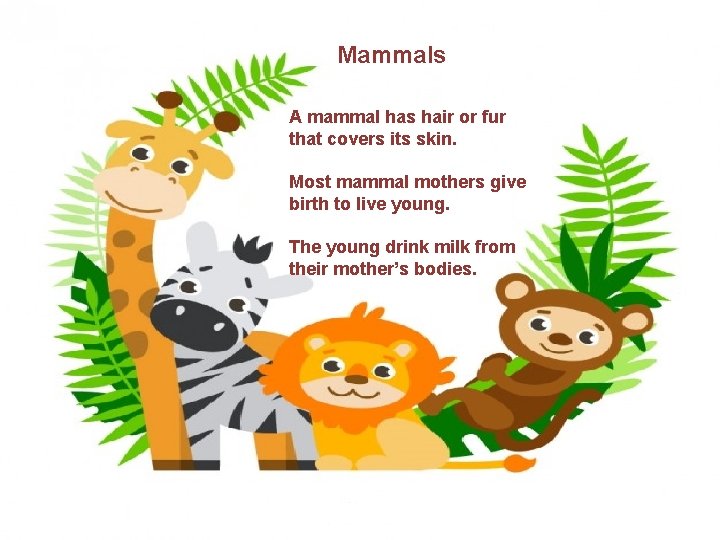 Mammals A mammal has hair or fur that covers its skin. Most mammal mothers