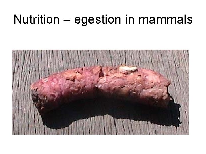 Nutrition – egestion in mammals 
