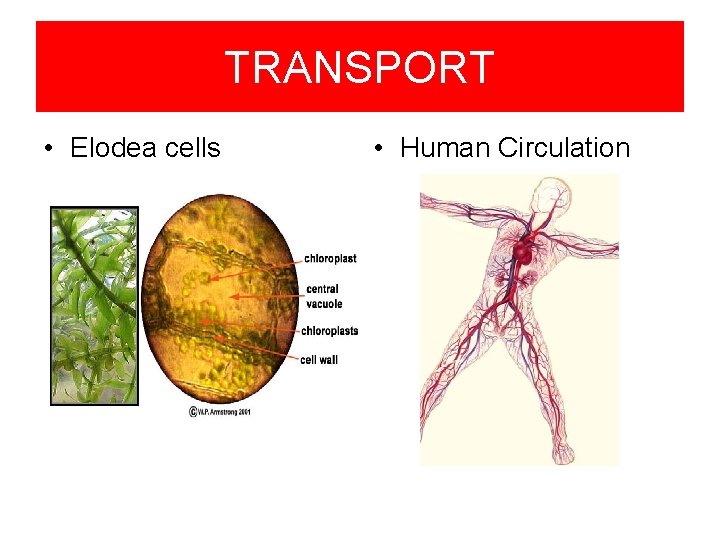 TRANSPORT • Elodea cells • Human Circulation 