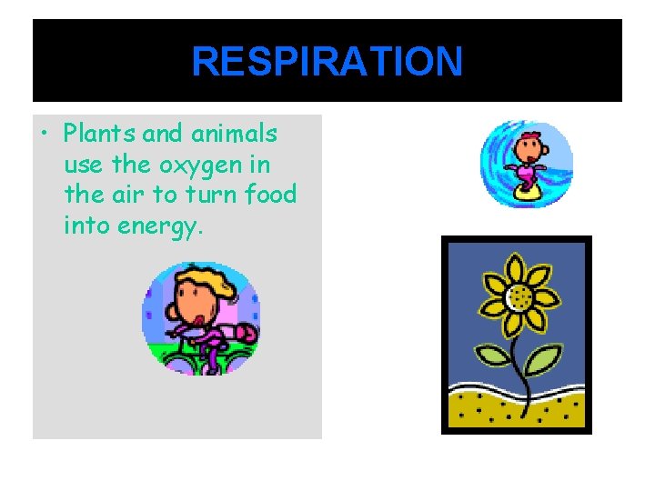 RESPIRATION • Plants and animals use the oxygen in the air to turn food