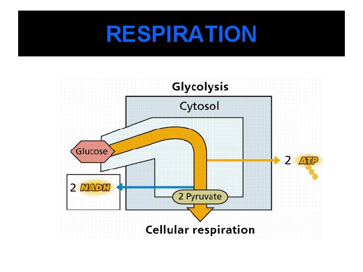 RESPIRATION 