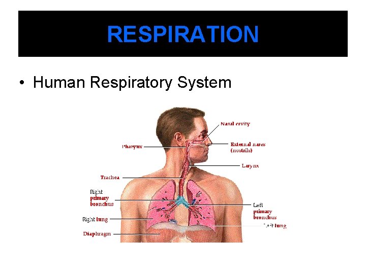 RESPIRATION • Human Respiratory System 