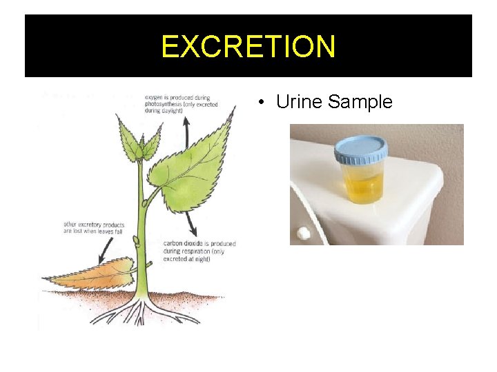 EXCRETION • Urine Sample 