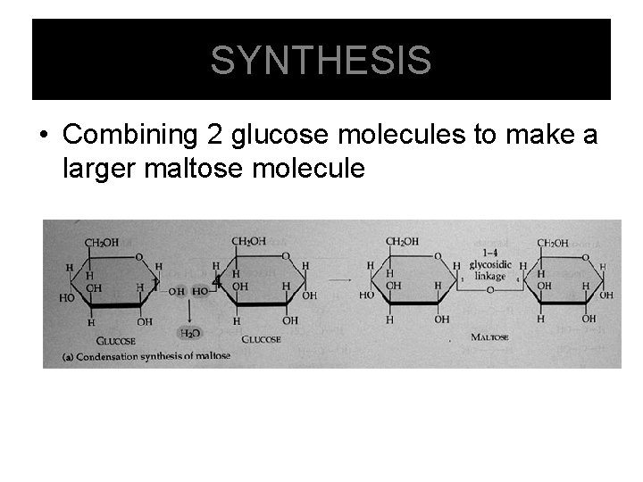 SYNTHESIS • Combining 2 glucose molecules to make a larger maltose molecule 