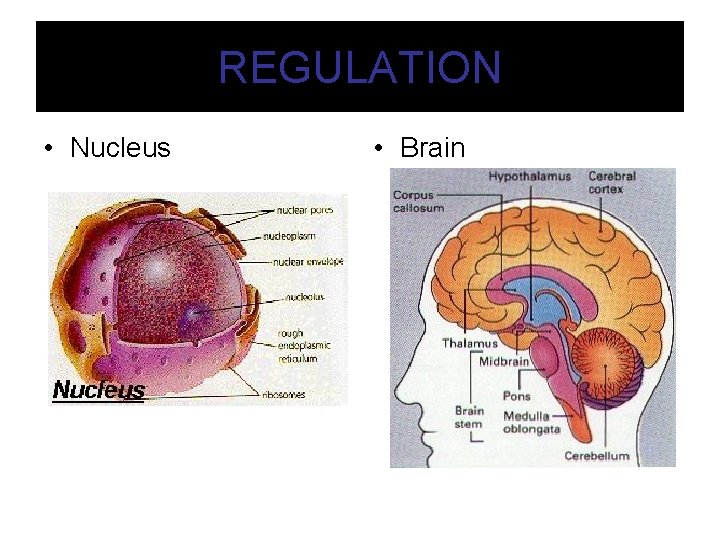 REGULATION • Nucleus • Brain 