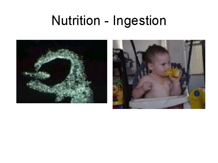Nutrition - Ingestion 