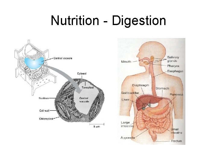 Nutrition - Digestion 