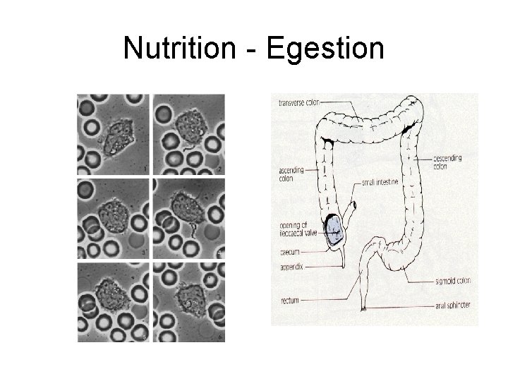 Nutrition - Egestion 
