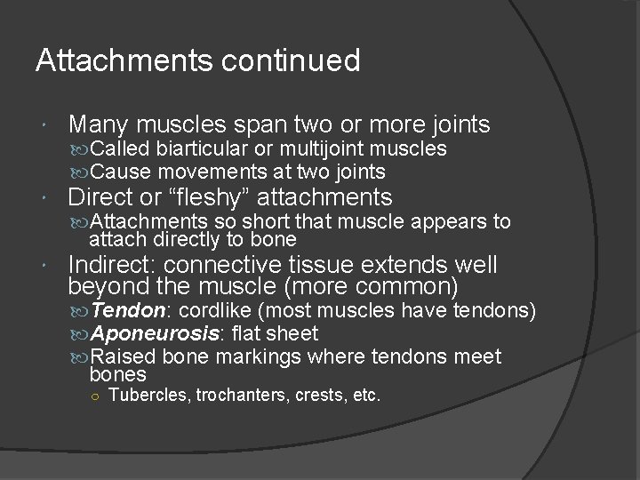 Attachments continued Many muscles span two or more joints Called biarticular or multijoint muscles