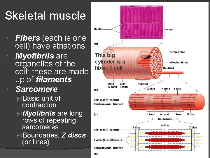 Skeletal muscle Fibers (each is one cell) have striations Myofibrils are organelles of the
