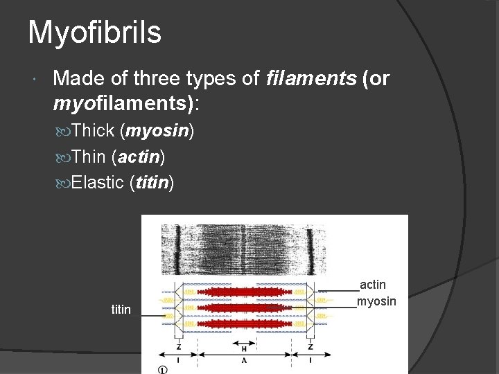 Myofibrils Made of three types of filaments (or myofilaments): Thick (myosin) Thin (actin) Elastic