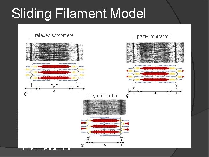 Sliding Filament Model __relaxed sarcomere__ _partly contracted_ fully contracted Sarcomere shortens because actin pulled