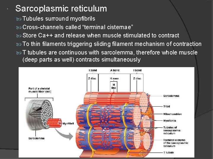  Sarcoplasmic reticulum Tubules surround myofibrils Cross-channels called “terminal cisternae” Store Ca++ and release