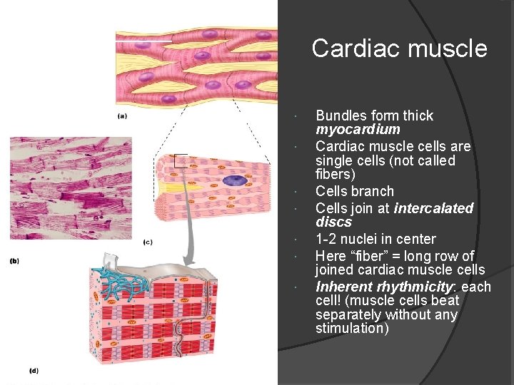 Intercalated disc_____ Cardiac muscle Bundles form thick myocardium Cardiac muscle cells are single cells