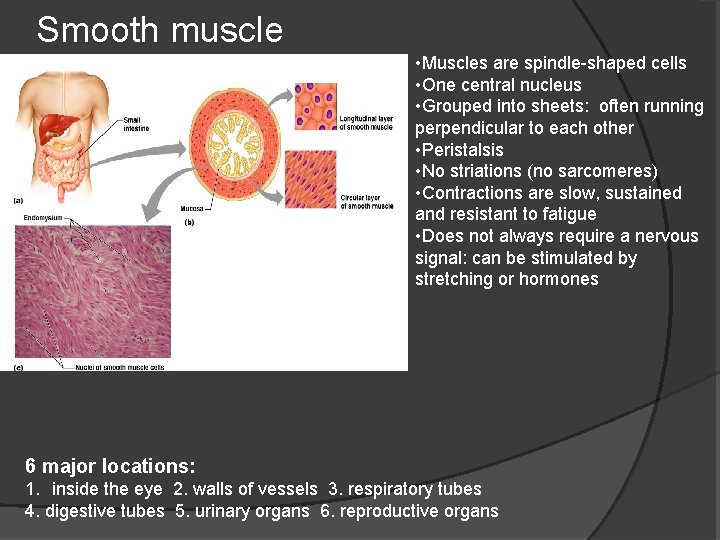 Smooth muscle • Muscles are spindle-shaped cells • One central nucleus • Grouped into