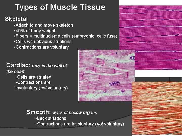 Types of Muscle Tissue Skeletal • Attach to and move skeleton • 40% of