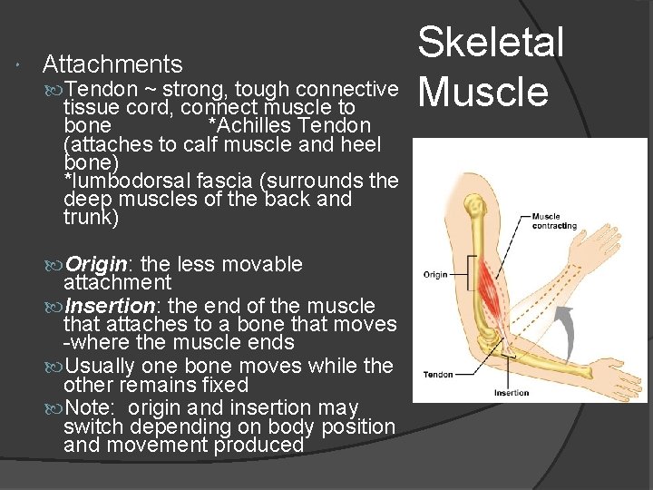  Attachments Tendon ~ strong, tough connective tissue cord, connect muscle to bone *Achilles