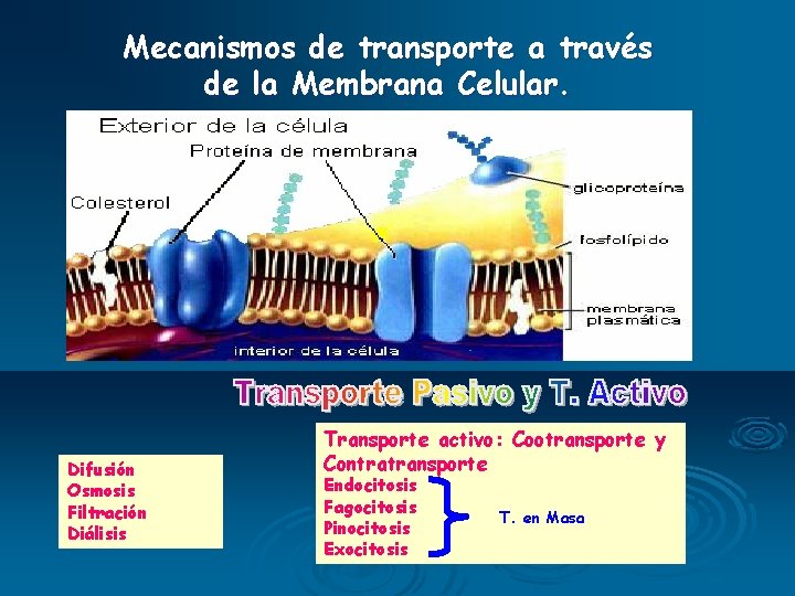 Mecanismos de transporte a través de la Membrana Celular. Difusión Osmosis Filtración Diálisis Transporte