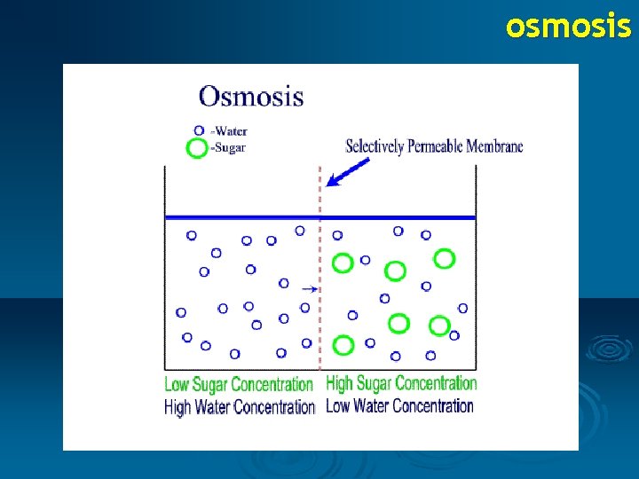 osmosis 