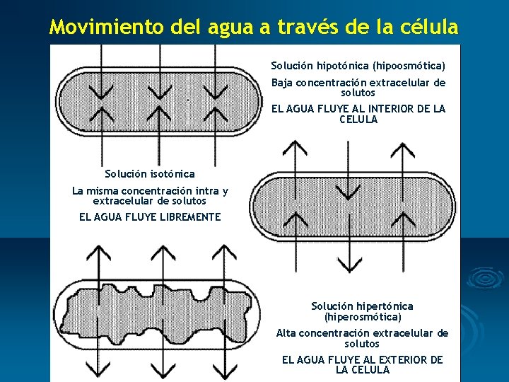 Movimiento del agua a través de la célula Solución hipotónica (hipoosmótica) Baja concentración extracelular