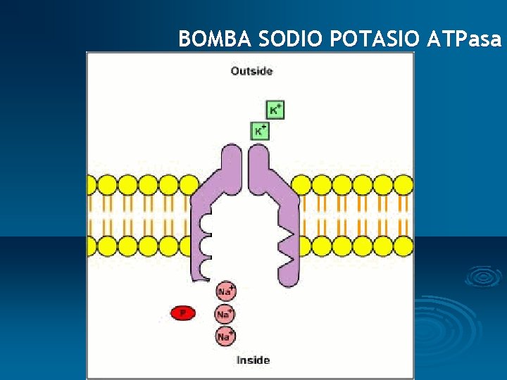 BOMBA SODIO POTASIO ATPasa 